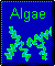 Algae